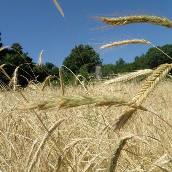 ALSIA, Premio Enzo Laganà per il miglior agricoltore custode della agrobiodiversità della Basilicata nel 2020