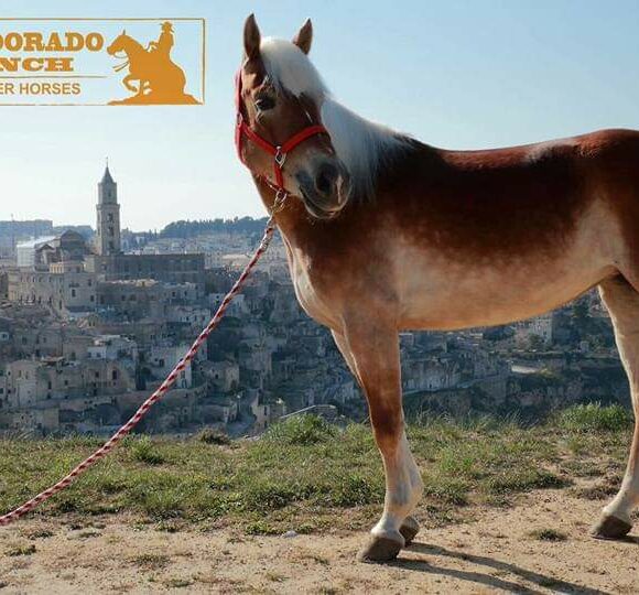 Eledorado Ranch: alla scoperta del regno degli haflinger a un passo da Matera